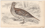 The Sharp-tailed Grouse